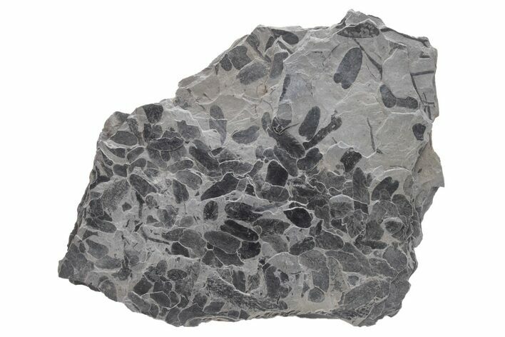 Pennsylvanian Fossil Fern (Neuropteris) Plate - Kentucky #224618